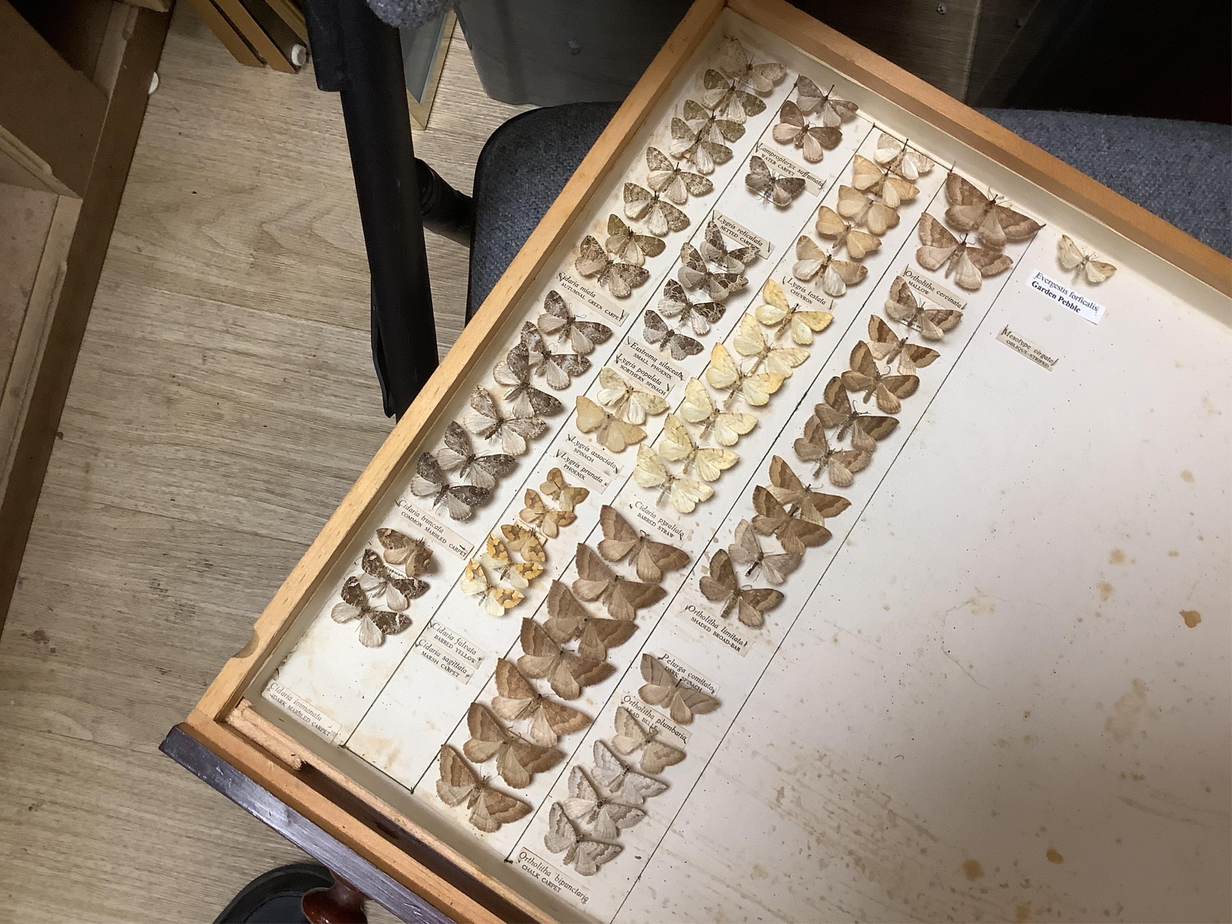 A Victorian ten drawer mahogany collector’s cabinet, containing a large selection of taxidermy moths, the contents checked against the UK register, each drawer with glazed cover, with a lockable glazed main door and orig